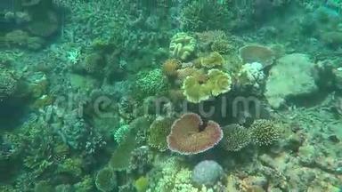 澳大利亚昆士兰大堡礁珊瑚海中的珊瑚礁上的浮潜